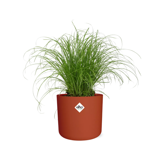 Cyperus Alternifolius – Pflegeleichtes Schirmgras im ELHO b.for soft Topf