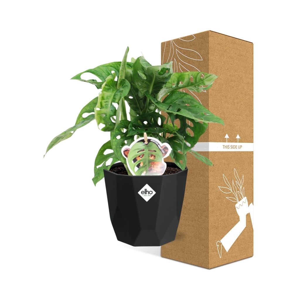 Monstera ‘Monkey Leaf’ – Pflegeleichte Zimmerpflanze im 14cm Topf