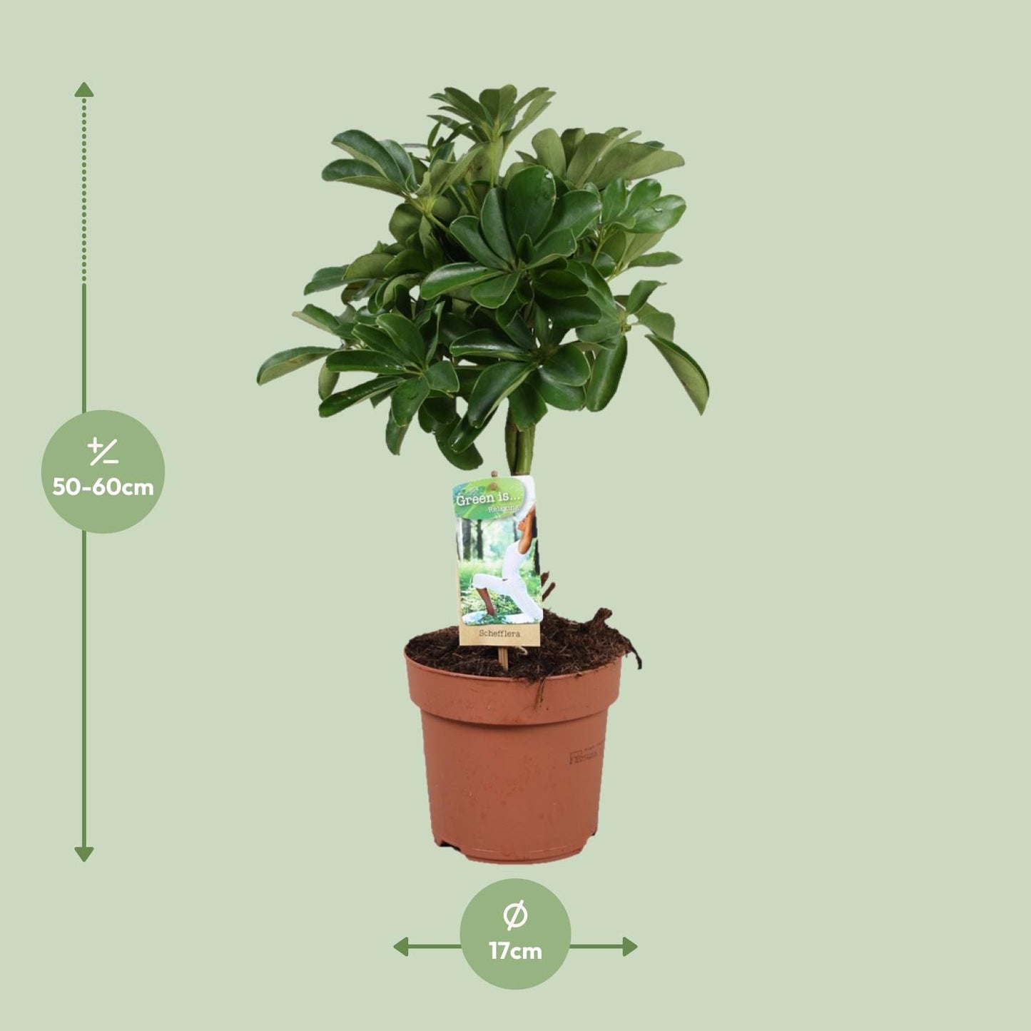 Schefflera Nora – Schirmpflanze mit geflochtenem Stamm Ø17cm