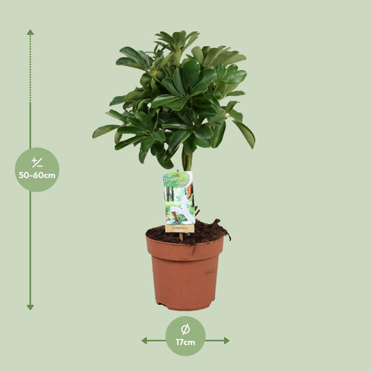 Schefflera Nora – Schirmpflanze mit geflochtenem Stamm Ø17cm