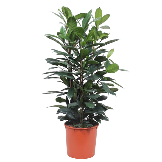 Ficus Cyathistipula – Exotischer Afrikanischer Feigenbaum 140 cm