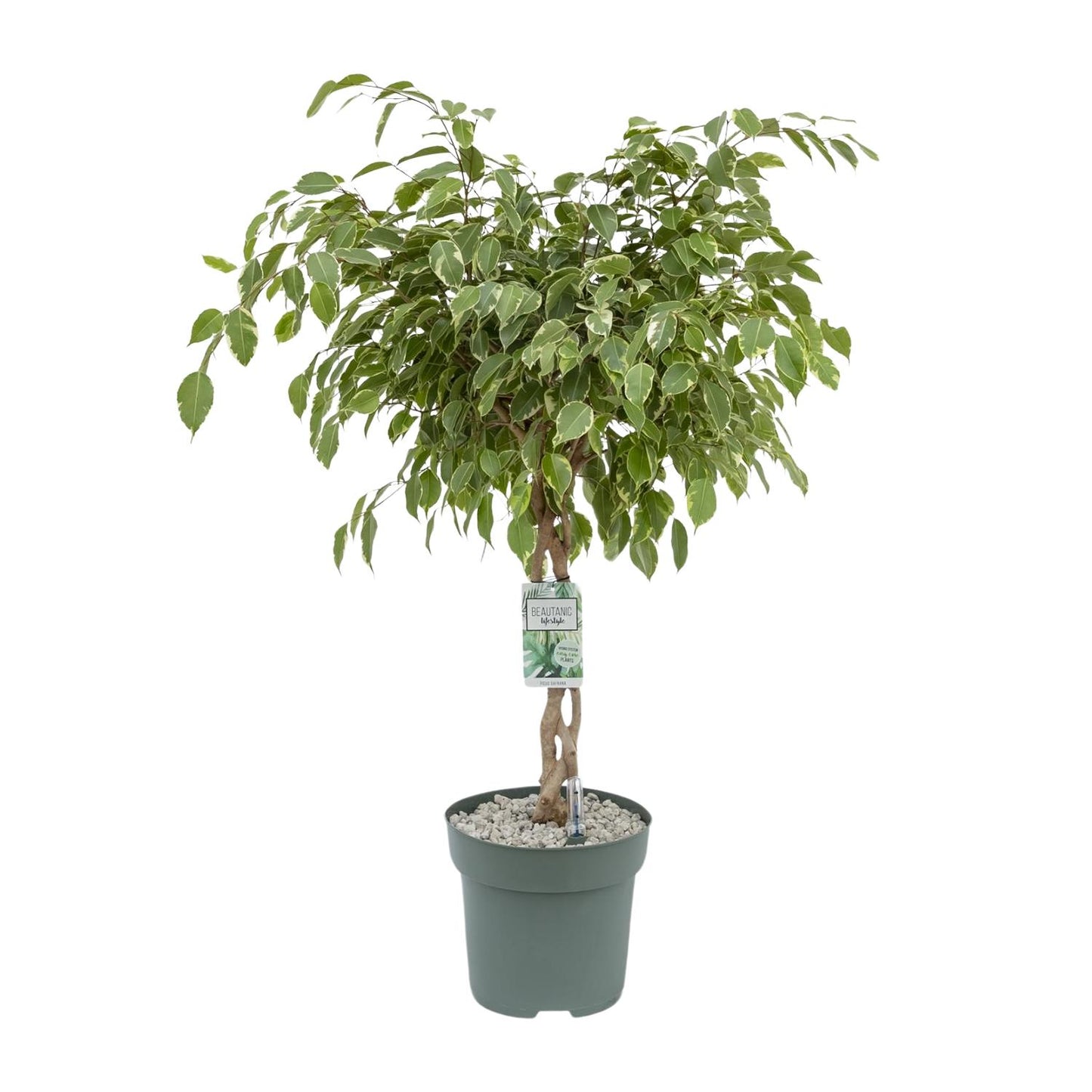 Ficus Safrana / Golden King – Pflegeleichter Zimmerbaum Ø27cm