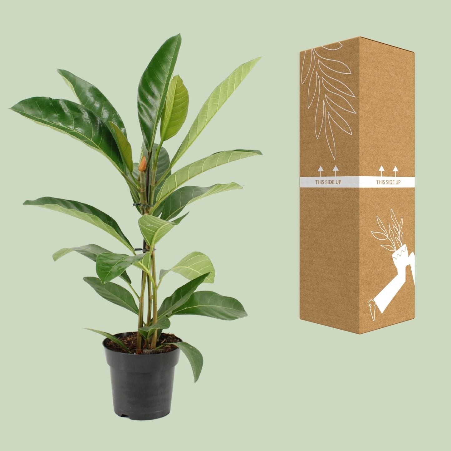 Ficus Benghalensis Roy – Pflegeleichte Zimmerpflanze Ø17cm, 70cm hoch