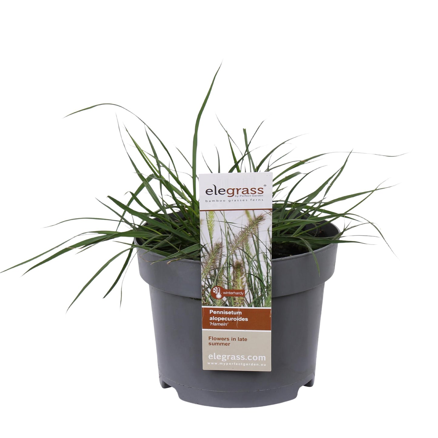 Pennisetum alopecuroides 'Hameln' – Kompaktes Lampenputzergras Ø19cm