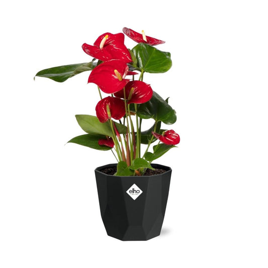 Anthurium Red 12cm im schwarzen Design-Topf 14cm