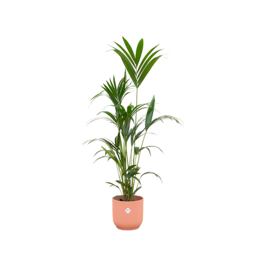 Kentia-Palme mit elho Vibes Fold Round Topf Rosa – 160 cm