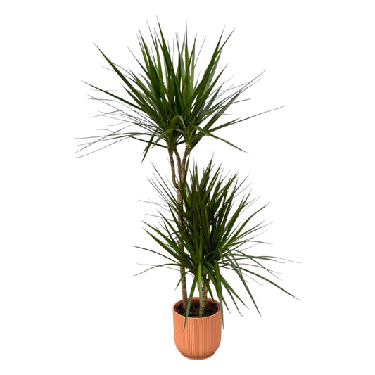 Dracaena Marginata – Stilvolle, pflegeleichte Zimmerpflanze Ø21cm