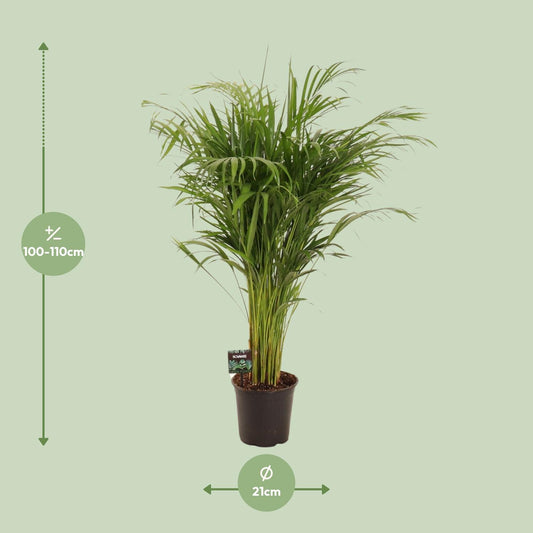 Dypsis Lutescens – Elegante Bambuspalme Ø21cm, 110cm hoch