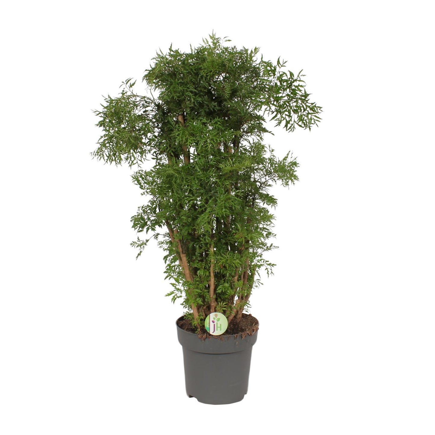 Polyscias Hawaiian – Exotische XXL Zimmerpflanze Ø24cm, 95cm hoch