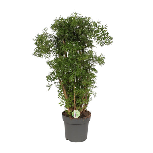 Polyscias Hawaiian – Exotische XXL Zimmerpflanze Ø24cm, 95cm hoch