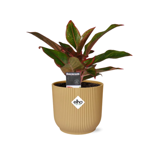 Aglaonema Crete – Pflegeleichte Zimmerpflanze im ELHO Vibes Fold Topf 14cm