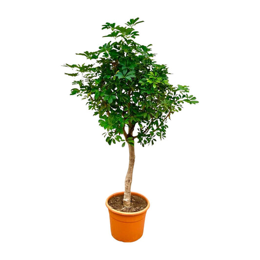 Schefflera op Stamm – 210 cm, Ø 45 cm, pflegeleicht