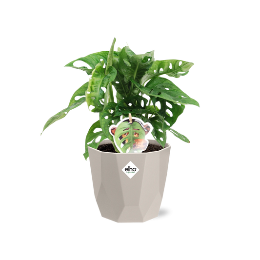 Monstera ‘Monkey Leaf’ in ELHO b.for rock 14 cm warm grey