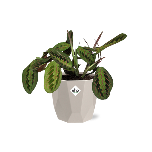 Maranta Leuconeura ‘Fascinator’ Tricolor in ELHO b.for rock 14 cm warm grey
