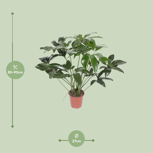 Philodendron Green Wonder – Pflegeleichte Zimmerpflanze Ø27cm