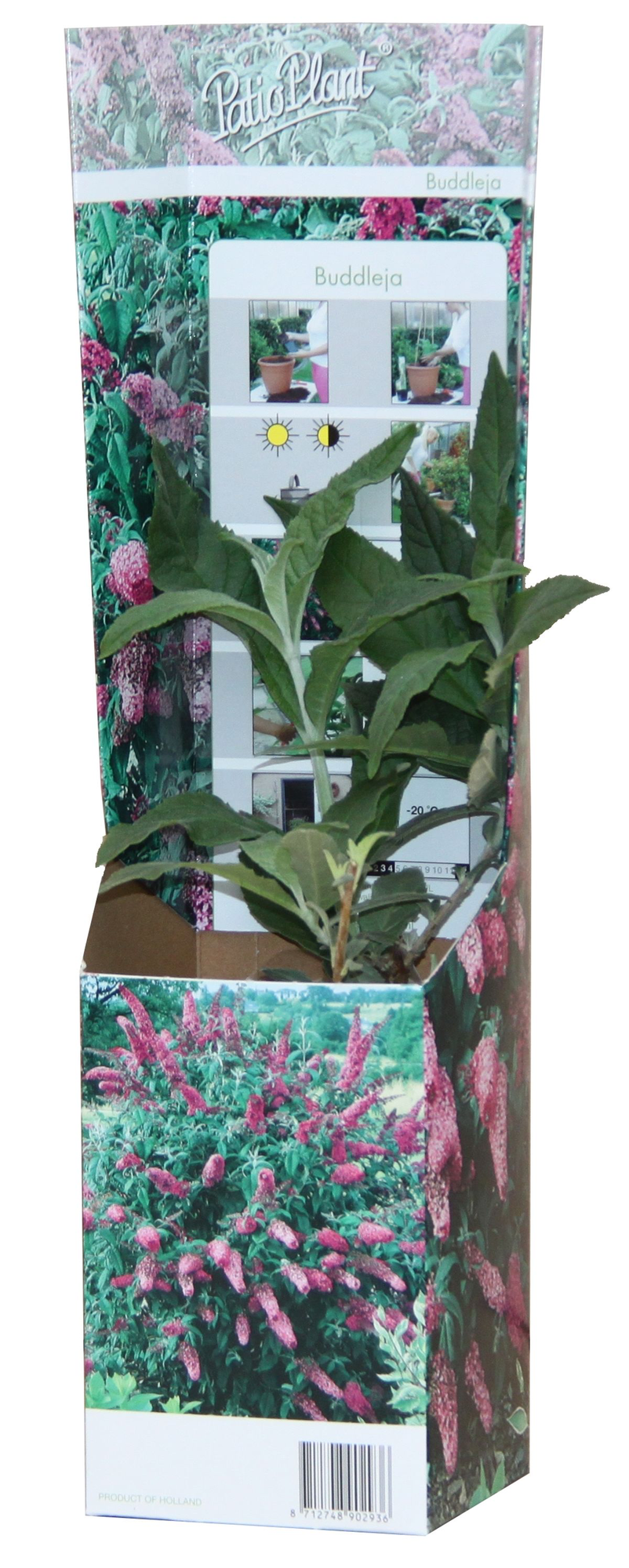 20x Buddleja Davidii Mix – Bunter Vlinderstruik