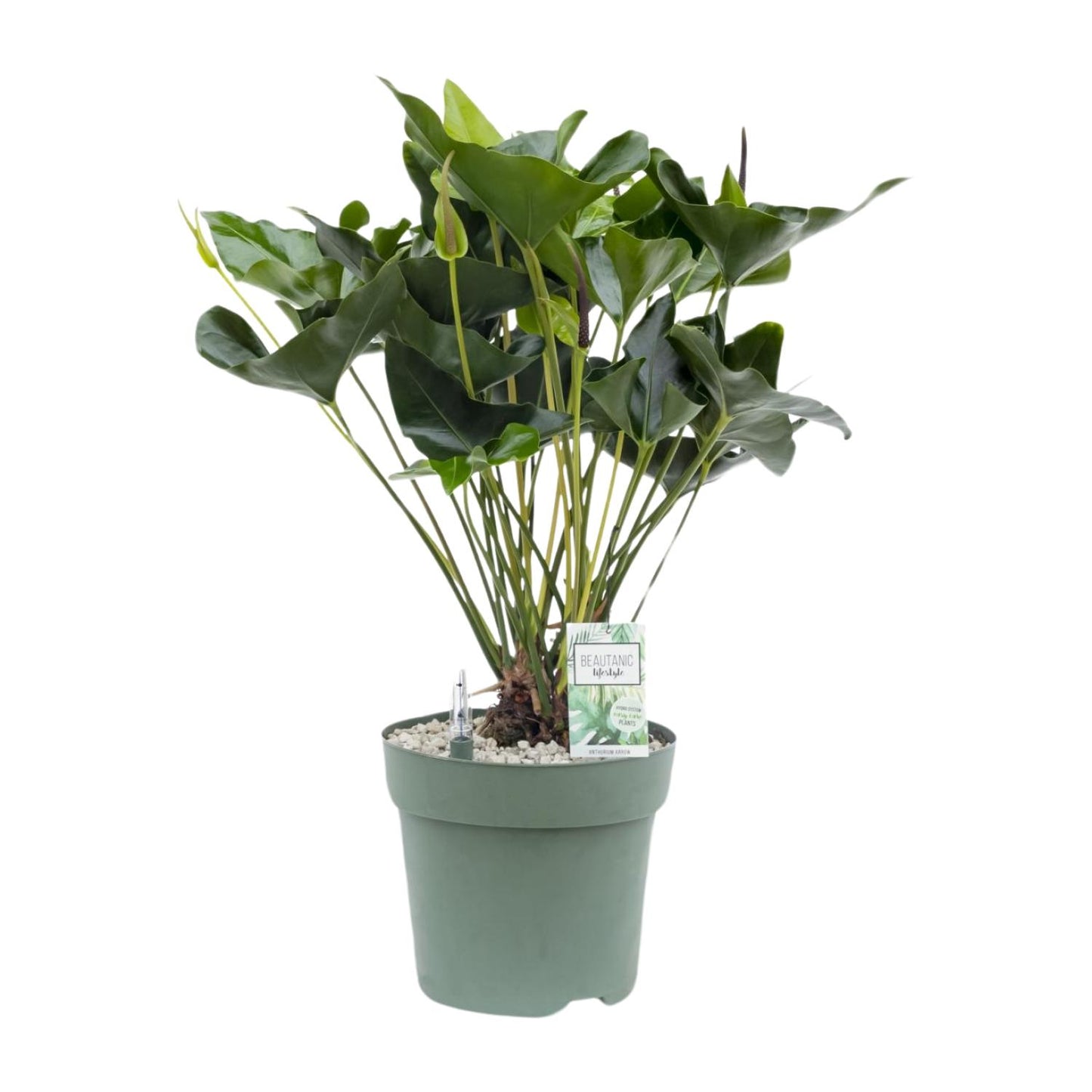 Anthurium Arrow – Pflegeleichte, elegante Zimmerpflanze Ø30cm