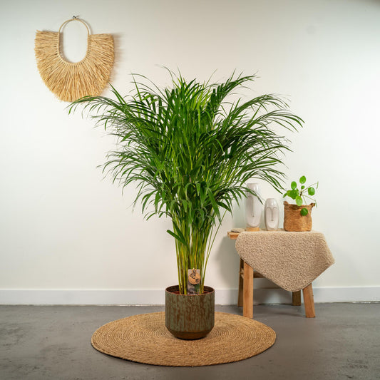 Areca-Palme Ø21cm – Luftreinigende Goldfruchtpalme