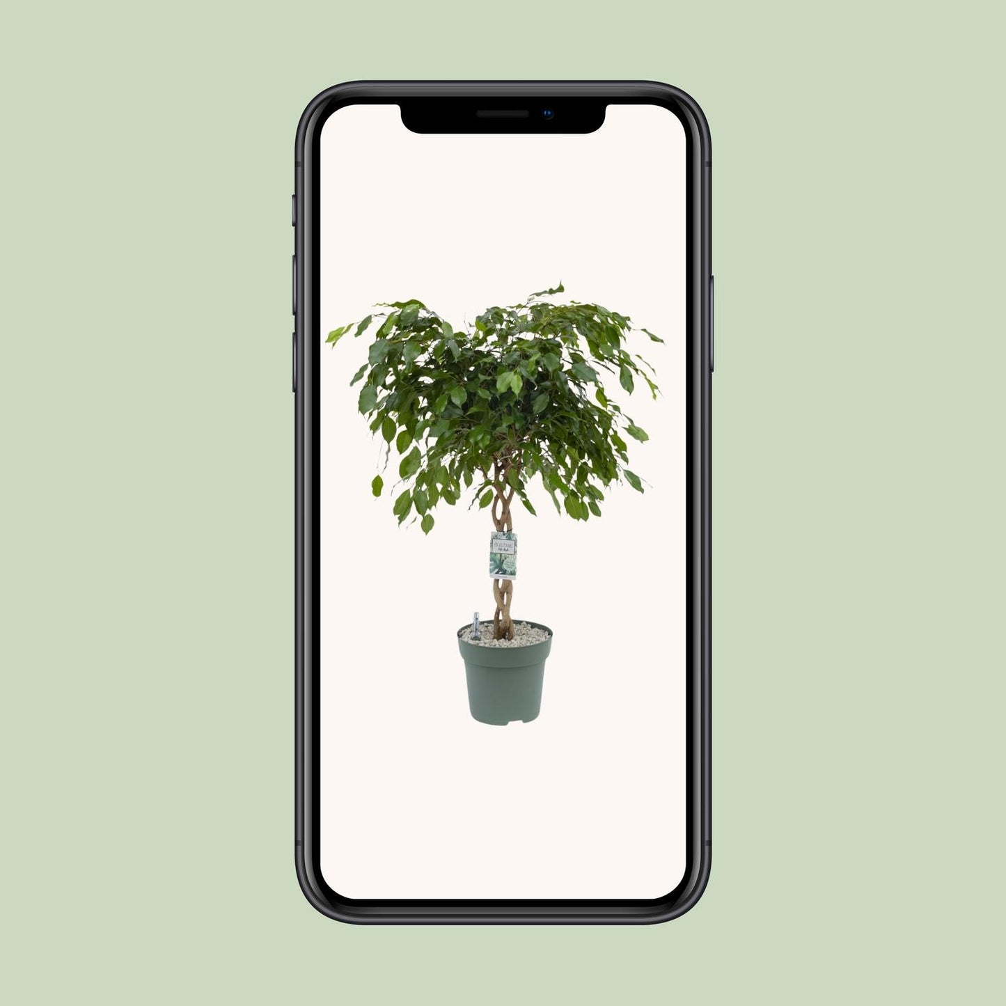 Ficus Adora / Exotica – Pflegeleichter Luftreiniger Ø27cm, 120cm