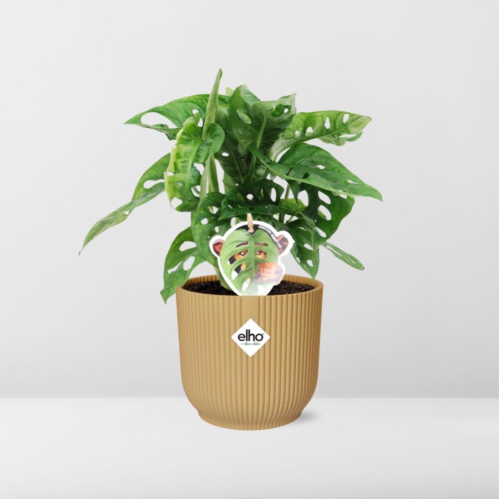 Monstera ‘Monkey Leaf’ im ELHO Vibes Fold Topf 14cm Gelb