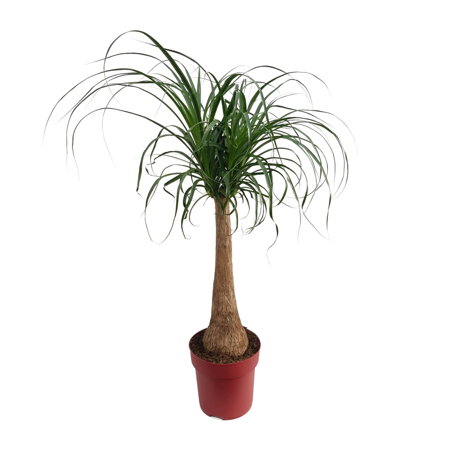 Beaucarnea „Maya Palm“ – Elefantenfuß-Palme Ø27cm, 110cm hoch