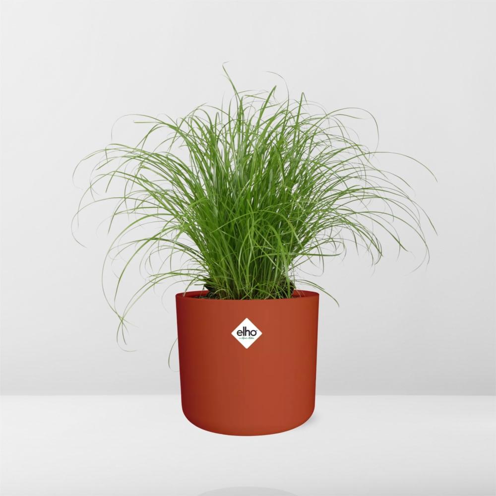 Cyperus Alternifolius – Pflegeleichtes Schirmgras im ELHO b.for soft Topf