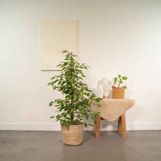 Ficus benjamina Goldenking Ø21cm – Luftreinigend & Stilvoll mit Korb Selin