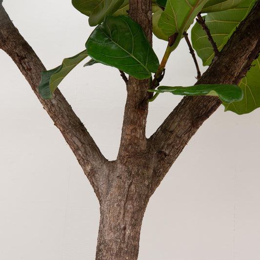 Ficus Lyrata XXL - Geigenfeige 270 cm ø45 cm
