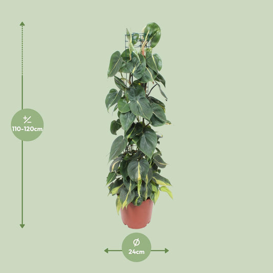 Philodendron Scandens Brasil – Pflegeleichter Herzblatt-Philodendron Ø24cm